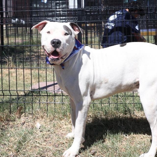 adoptable Dog in San Antonio, TX named STITCH