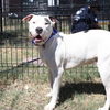 adoptable Dog in  named STITCH