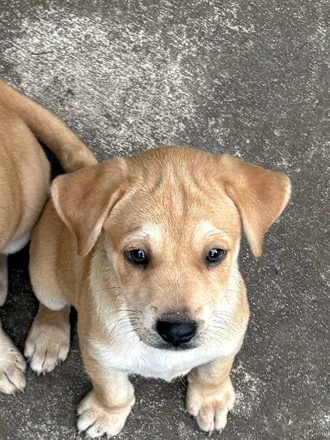 adoptable Dog in San Antonio, TX named A766664