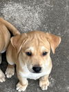 adoptable Dog in  named A766664