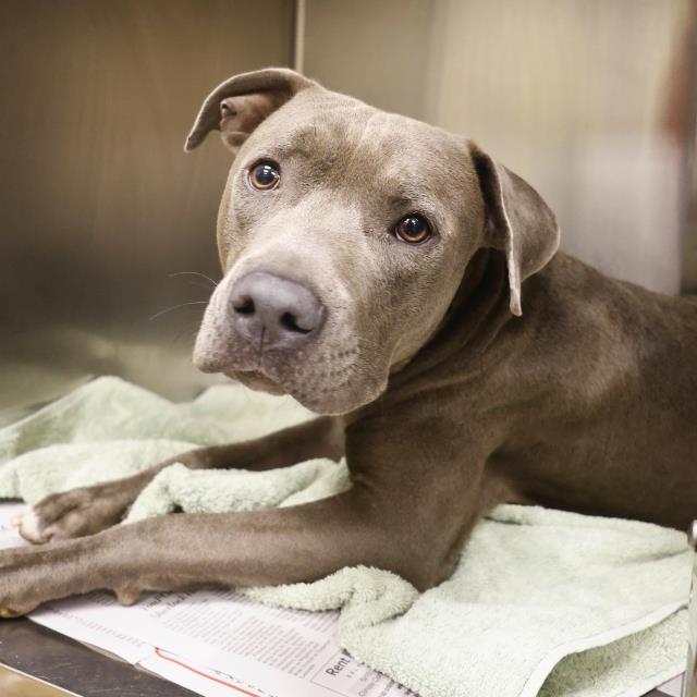 adoptable Dog in San Antonio, TX named PASCAL