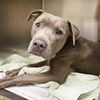 adoptable Dog in  named PASCAL