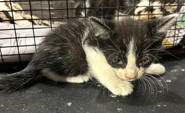 adoptable Cat in San Antonio, TX named HUEY