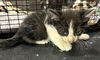 adoptable Cat in  named HUEY