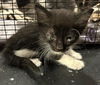 adoptable Cat in  named DEWEY