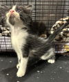 adoptable Cat in  named LOUIE