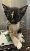 adoptable Cat in  named DELLA