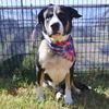 adoptable Dog in  named POE