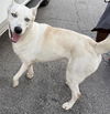 adoptable Dog in  named BEAR