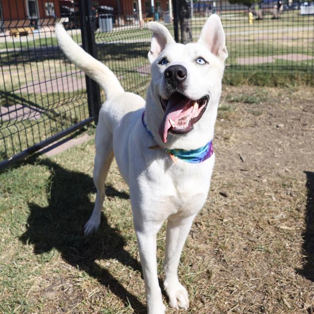 adoptable Dog in San Antonio, TX named BEAR