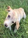 adoptable Dog in  named MOON PIE