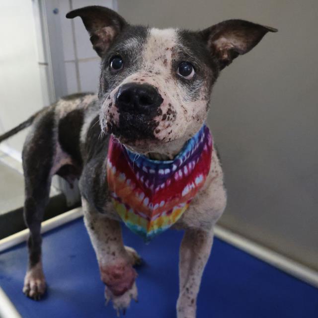 adoptable Dog in San Antonio, TX named PRECIOUS