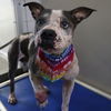 adoptable Dog in  named PRECIOUS