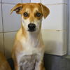 adoptable Dog in  named BUBBLES