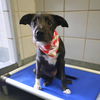 adoptable Dog in  named PLUTO