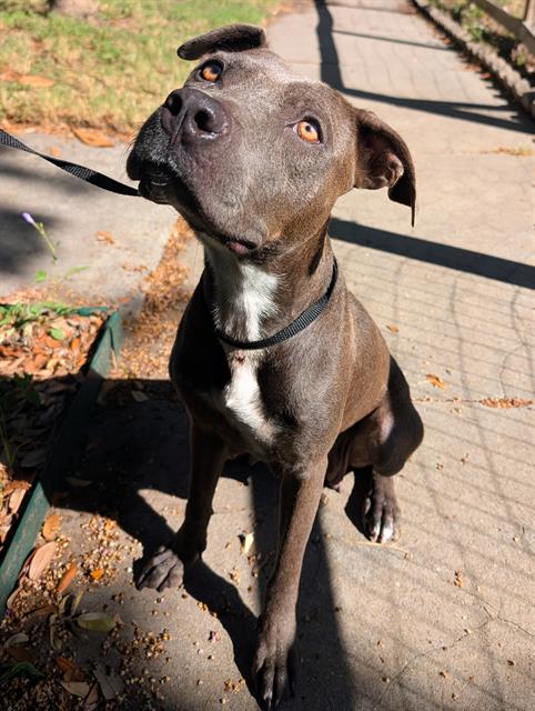 adoptable Dog in San Antonio, TX named MONA LISA