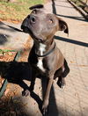 adoptable Dog in  named MONA LISA
