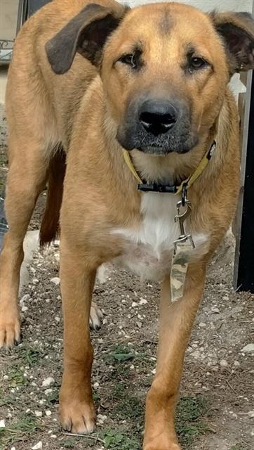 adoptable Dog in San Antonio, TX named BOOZE
