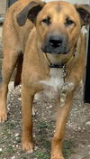 adoptable Dog in  named BOOZE