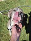 adoptable Dog in  named TATER TOT