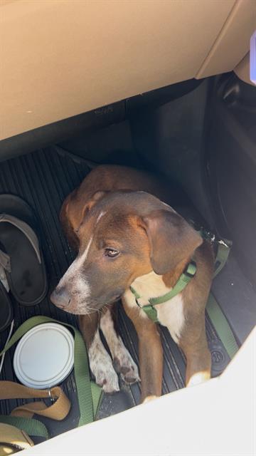 adoptable Dog in San Antonio, TX named MATER