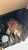 adoptable Dog in  named MATER