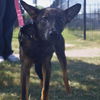 adoptable Dog in  named KIRA