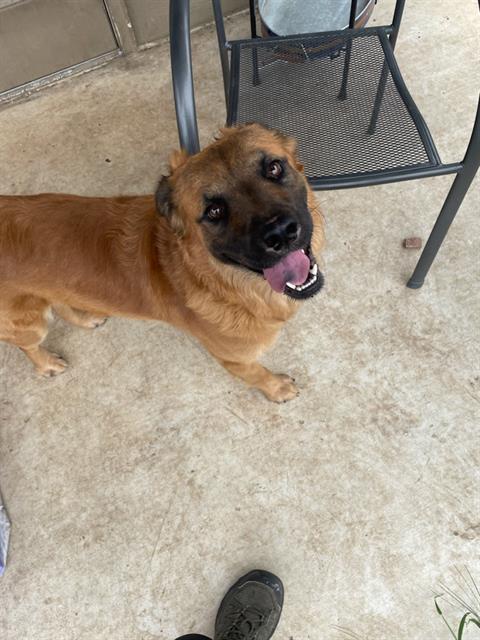 adoptable Dog in San Antonio, TX named VADER