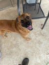 adoptable Dog in  named VADER