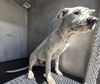 adoptable Dog in  named SELENE