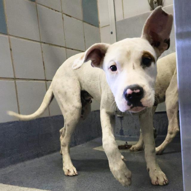adoptable Dog in San Antonio, TX named SELENE