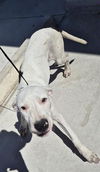 adoptable Dog in  named NOCTIS
