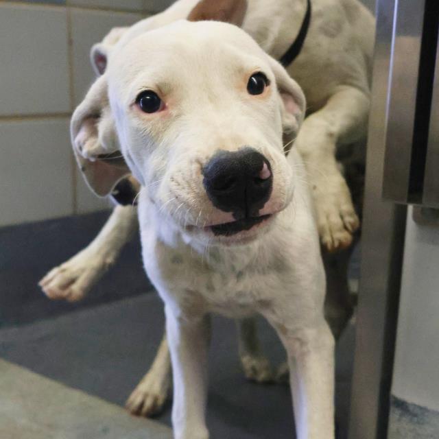 adoptable Dog in San Antonio, TX named NOCTIS