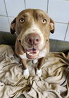 adoptable Dog in  named PHOEBE