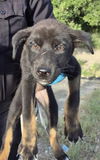 adoptable Dog in  named STRAWBERRY