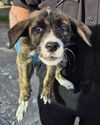 adoptable Dog in  named PEACHES