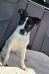 adoptable Dog in  named A766977