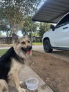 adoptable Dog in  named A766986