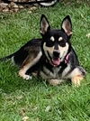 adoptable Dog in  named LINDA