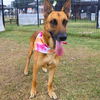 adoptable Dog in  named PETRA
