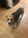 adoptable Dog in  named KANE