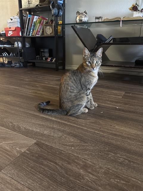 adoptable Cat in San Antonio, TX named LUNA