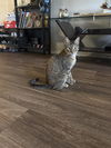adoptable Cat in  named LUNA