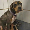 adoptable Dog in  named BELLA
