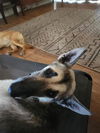 adoptable Dog in  named CHIEF