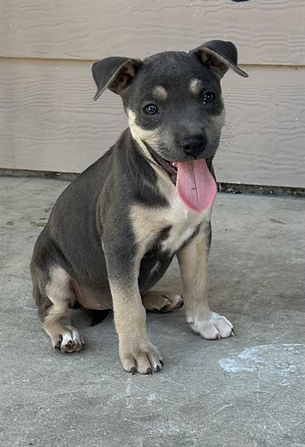 adoptable Dog in San Antonio, TX named ELLA
