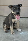 adoptable Dog in  named ELLA