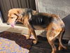adoptable Dog in  named PIZZA