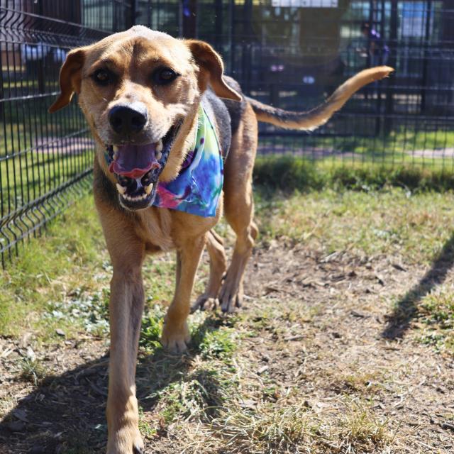 adoptable Dog in San Antonio, TX named PIZZA