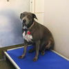 adoptable Dog in  named PENNY